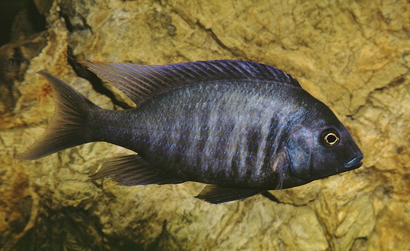 Otopharynx selenurus